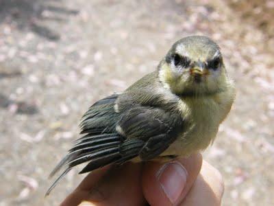 Es tiempo de jovenzuelos...13/5/11