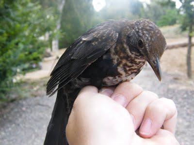 Es tiempo de jovenzuelos...13/5/11