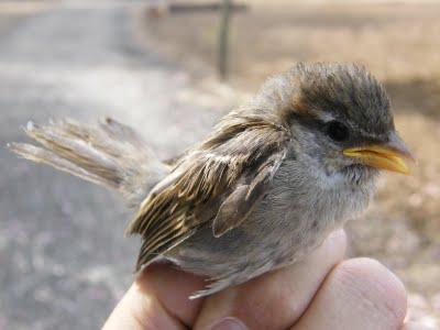 Es tiempo de jovenzuelos...13/5/11