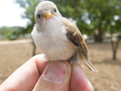 Es tiempo de jovenzuelos...13/5/11