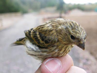 Es tiempo de jovenzuelos...13/5/11