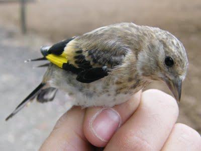 Es tiempo de jovenzuelos...13/5/11