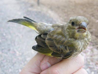 Es tiempo de jovenzuelos...13/5/11