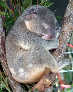 Koalas asesinos