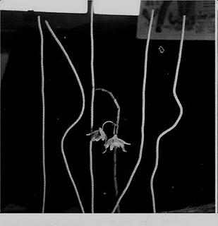 Fotografias, Haruo Ohara