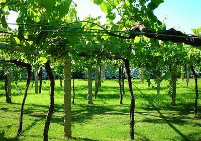 EL MINISTERIO RECONOCE 4 NUEVAS VARIEDADES AUTÓCTONAS