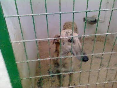 SOS GALGA COJITA PERRERA ALBACETE FRANCESA (perrera de hellin)