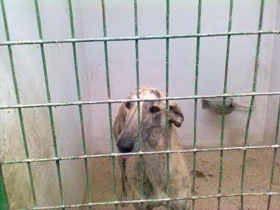 SOS GALGA COJITA PERRERA ALBACETE FRANCESA (perrera de hellin)