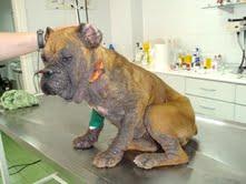 Terrible ¡¡¡Qué horror!!! ¿Qué está pasando? pobre bóxer. (Córdoba)