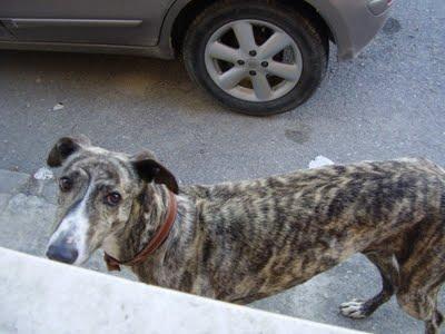 Al galgo Antonio ya no lo quieren, (Burgos)