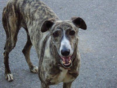 Al galgo Antonio ya no lo quieren, (Burgos)