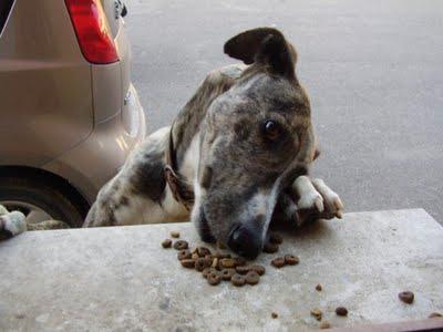Al galgo Antonio ya no lo quieren, (Burgos)