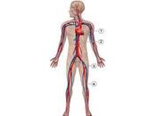 Mejora natural sistema circulatorio