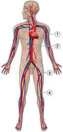 circulacion Mejora natural del sistema circulatorio