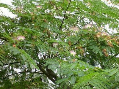 Albizia julibrissin