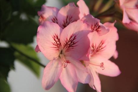 Look Camiseta Solidaria C2T: