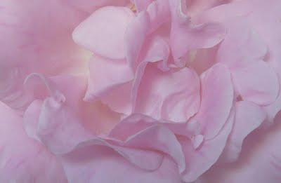 Rosas: Concurso rosa de Madrid 2011.