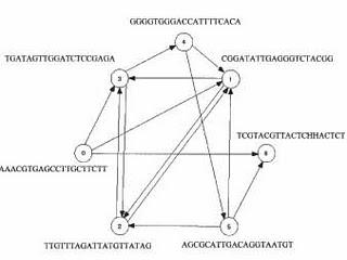 Como resolver un problema matemático con ADN y una enzima