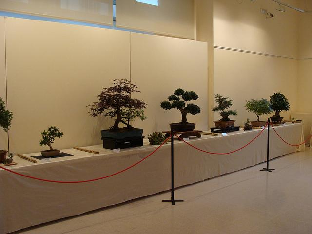 Fotos 21ª Exposición Bonsai Natura