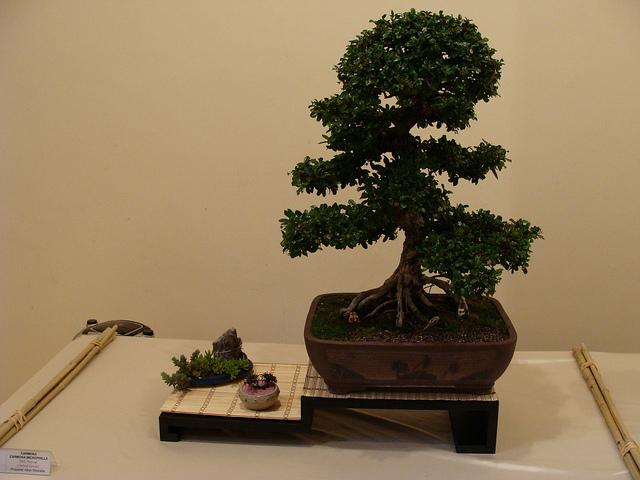 Fotos 21ª Exposición Bonsai Natura