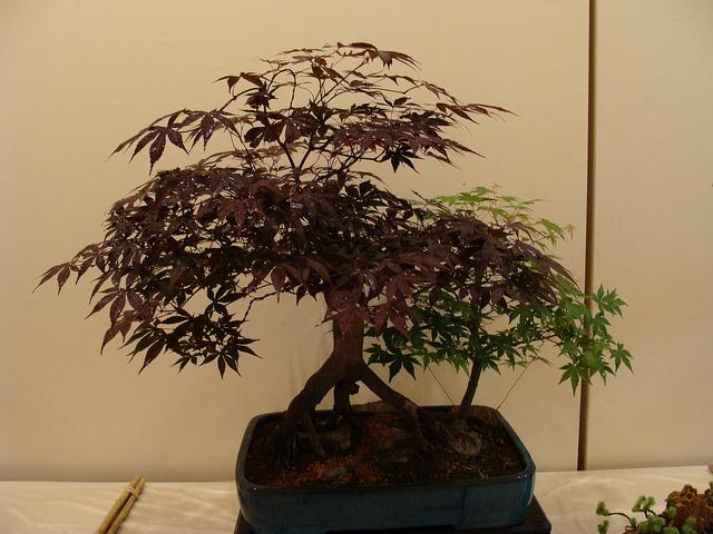 Fotos 21ª Exposición Bonsai Natura