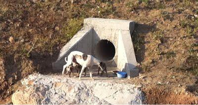 URGENTÍSIMO, GALGUITOS CACHORROS ATROPELLADOS POR SEGUIR A SU MAMÁ.