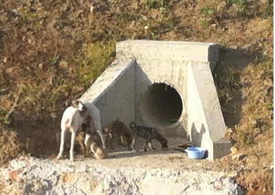 URGENTÍSIMO, GALGUITOS CACHORROS ATROPELLADOS POR SEGUIR A SU MAMÁ.