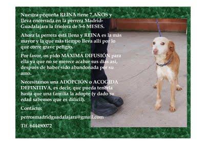 REINA, GRAVE PELIGRO DE SACRIFICIO (por favor leed cartel adjunto), MUY URGENTE!!