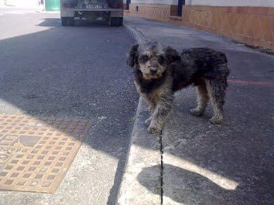 PELUDÍN ABANDONADO EN POLÍGONO.