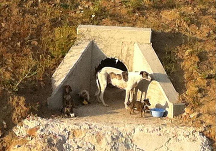 URGENTÍSIMO, GALGUITOS CACHORROS ATROPELLADOS POR SEGUIR A SU MAMÁ
