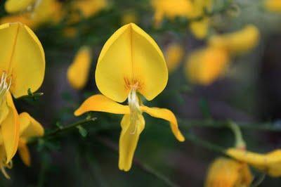 Retama de Escobas - Sarothamnus scoparius Retama de Escobas - Sarothamnus scoparius