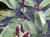 Plantas acuáticas palustres: Potamogeton natans