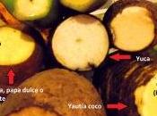 “víveres”