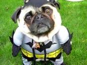 LLamada canina súper héroe Batman.