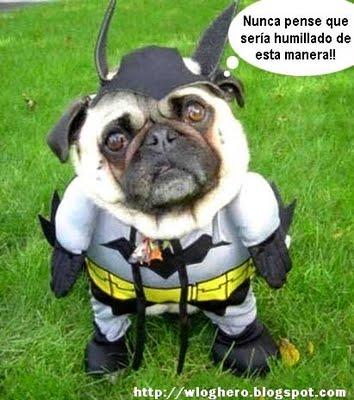 LLamada canina al súper héroe Batman.