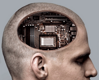 Datos sobre el cerebro humano