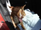 Novedades podenco Jaen bulto lomo