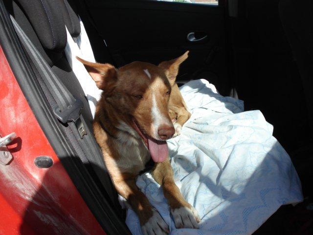 Novedades del podenco de Jaen con bulto en el lomo