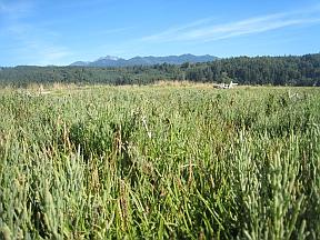 El biodiesel//biocombustible//plantas