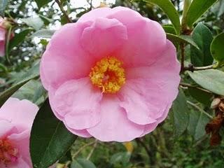 La Ruta de las Camelias: El jardín de La Saleta.