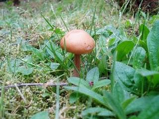La Ruta de las Camelias: El jardín de La Saleta.