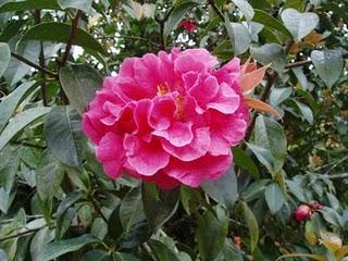 La Ruta de las Camelias: El jardín de La Saleta.