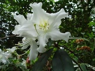 La Ruta de las Camelias: El jardín de La Saleta.