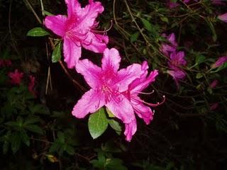 La Ruta de las Camelias: El jardín de La Saleta.