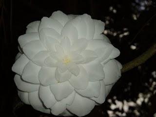 La Ruta de las Camelias: El jardín de La Saleta.