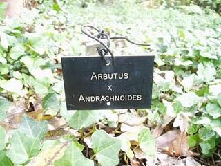 La Ruta de las Camelias: El jardín de La Saleta.