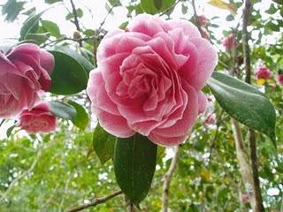 La Ruta de las Camelias: El jardín de La Saleta.