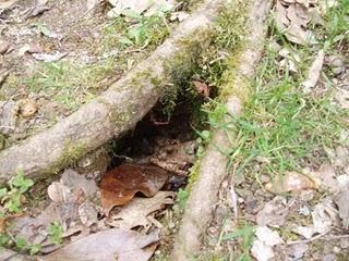 La Ruta de las Camelias: El jardín de La Saleta.