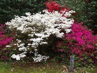 La Ruta de las Camelias: El jardín de La Saleta.