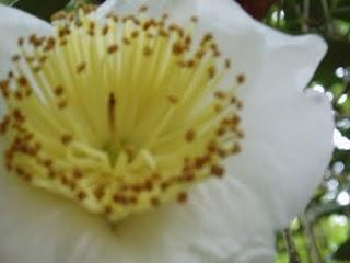 La Ruta de las Camelias: El jardín de La Saleta.